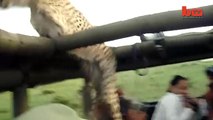 Cheetah Fail Big Cat Falls Through Safari Jeep Roof-copypasteads.com