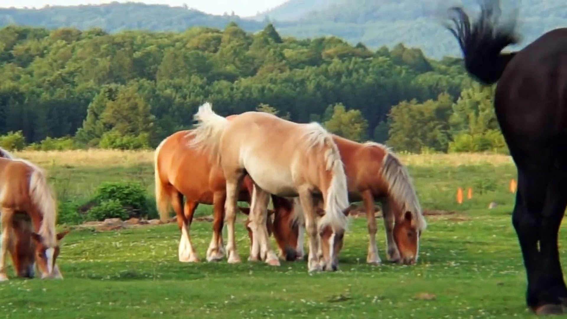 ⁣WILD HORSES OF CUBA
