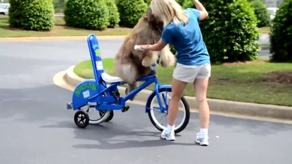 Уникальный пёс