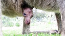 Cuteness overload - Kangaroo joeys meet the world