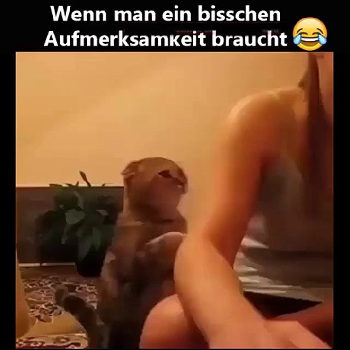 Katzen