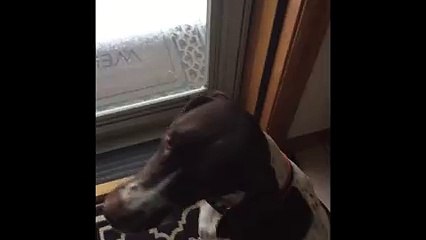 Dog Walks Through Snow On Front Legs