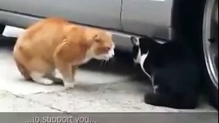 Man-whore cat gets scolded