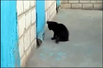 Un chat aide un chien anxieux à sortir d'un mur