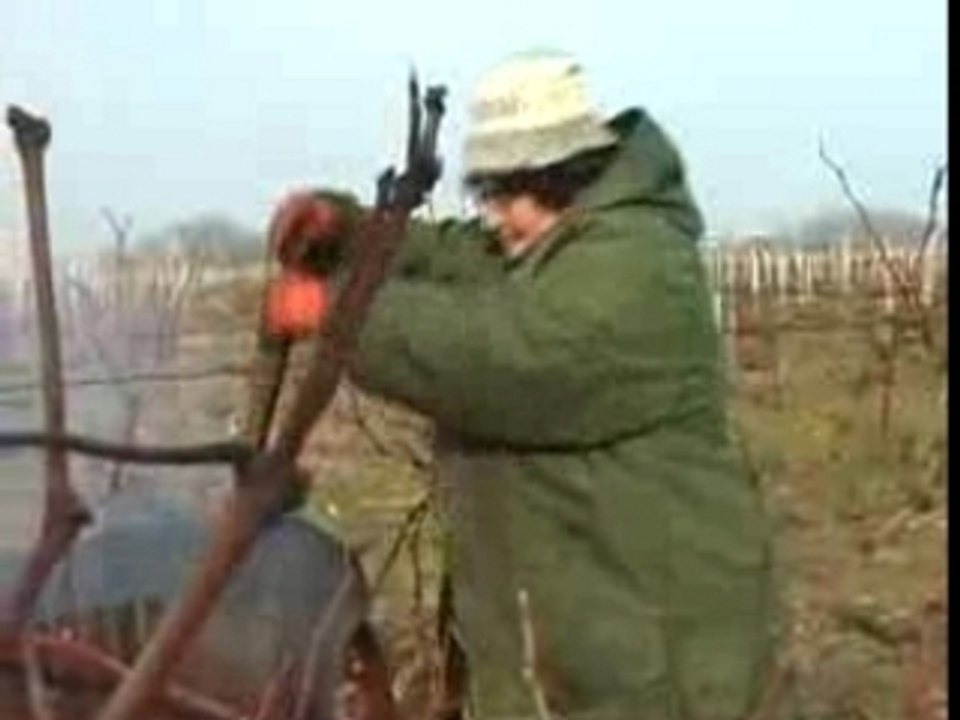 Le travail de la vigne en bordelais