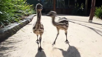 Cutest Emu Chicks chasing after camera