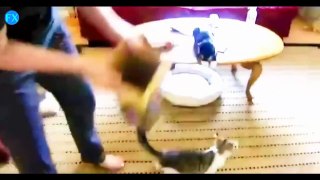 Funny cats compilation 2015 new - funny videos HD part 1
