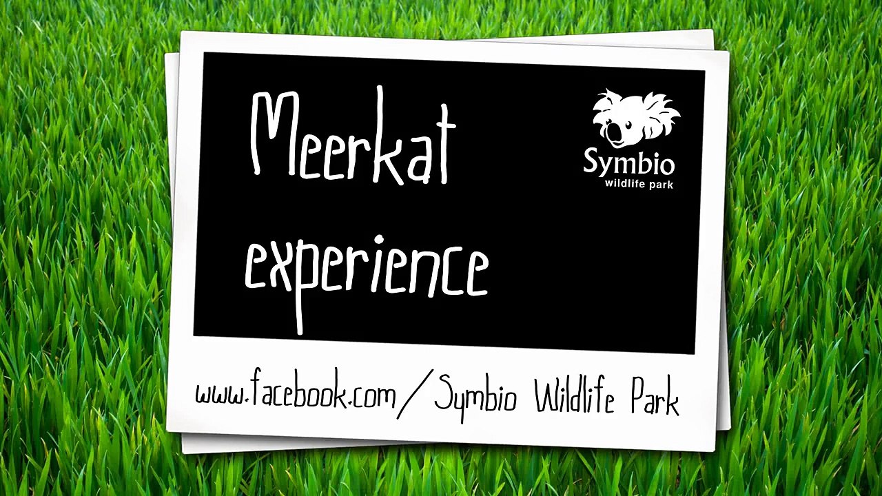 Fall in love with a Meerkat