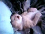 Cat Mom Hugs Baby Kitten 2015 - Funny Cats Eating - Ultimate Cat Vines Compilation 2015