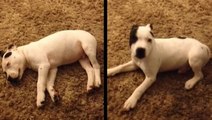 Puppy Terrified By His Own Booming Fart