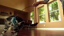Awesome Cats In Slow Motion (1,500fps)