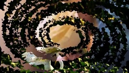 dik dik  io mi fermo qui