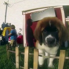 A St. Bernard puppy chasing the camera..