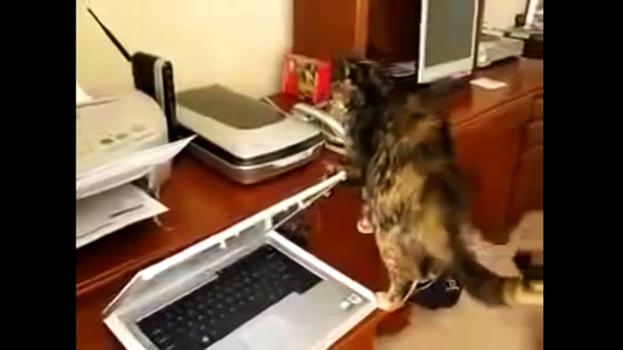 Katzen Video Lustige Katzen Videos in nur einer Compilation !!! #3