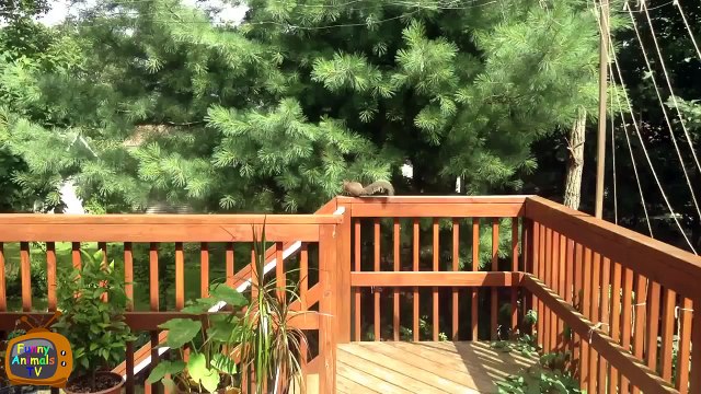 Animal Fails Compilation September 2015 - Funny Animal Videos - Funny Fails - Funny Animals