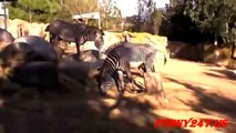 Animals Mating_ Videos Top 10 Zebra Mating And Hosre Mating - Funny Animals Mating Compilation 2015