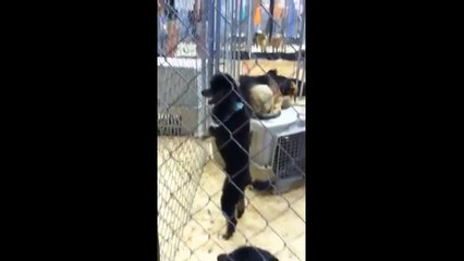 BEST OF DANCING ANIMALS ★ The Best Funny Animal videos __ You LAUGH