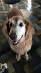 Dog reacts to her Cancer test results