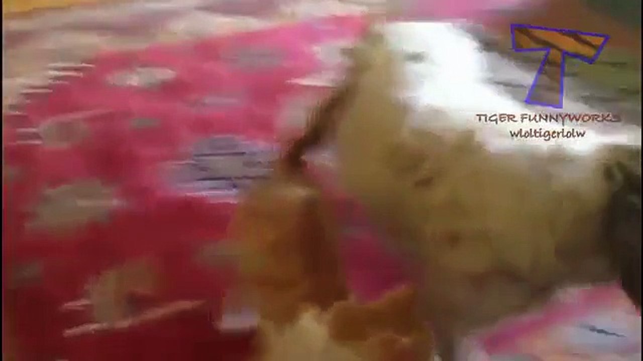 Funny cats annoying dogs - Cute animal compilation