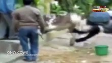 The Power of Cows!