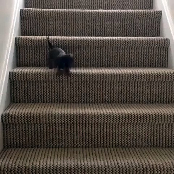 Baby Dog