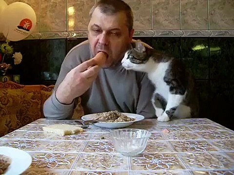 Как мой кот, просит кушать