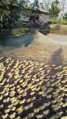 5000 canetons vont à la mare prendre leur premier bain