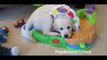 Cute babies playing with cats and dogs videos, funny videos, 2015