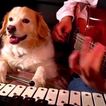 Ce chien reprend les plus grands tubes pop avec son maitre.