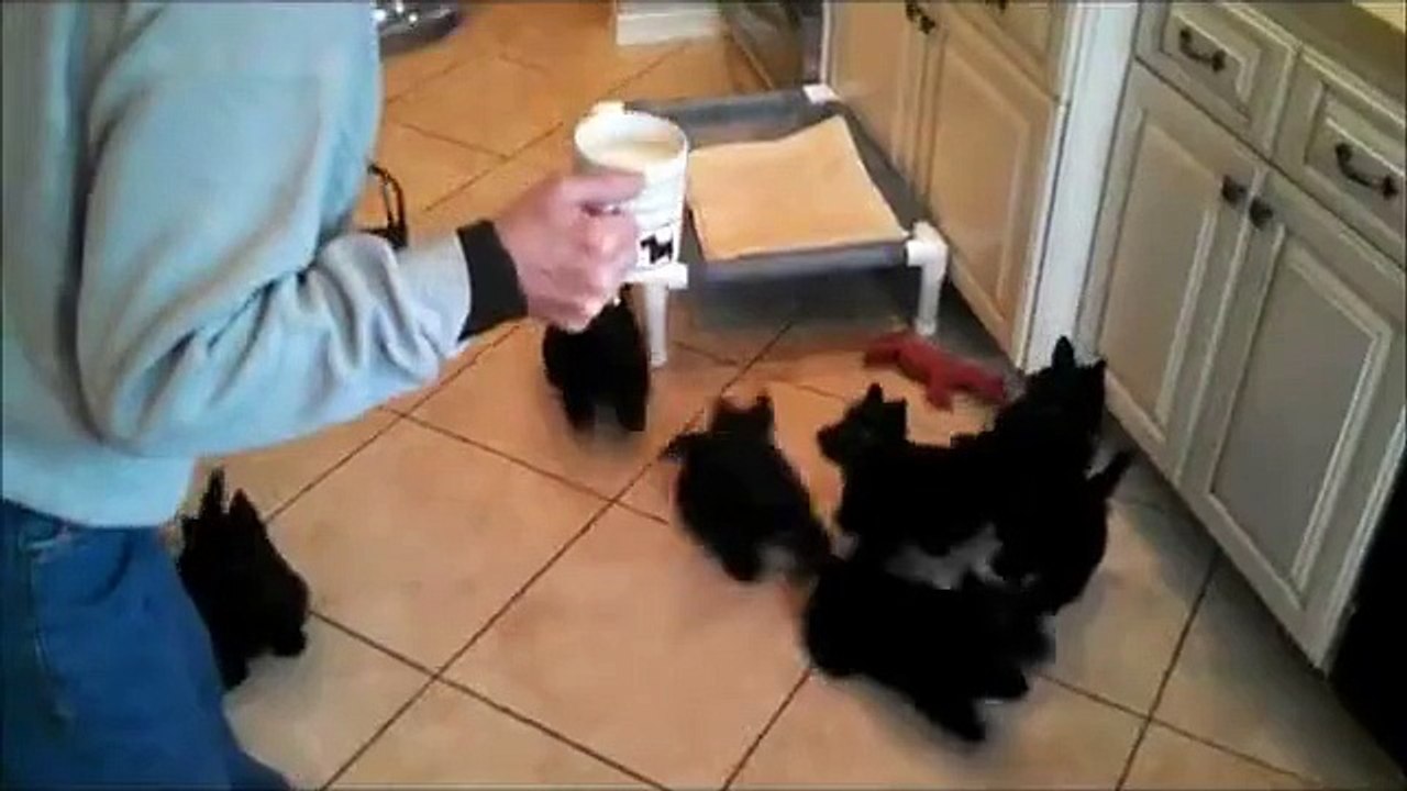 Des chiens font une curieuse danse au moment de...