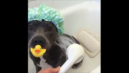 C'est l'heure du bain pour ce chien trop mignon et son petit canard