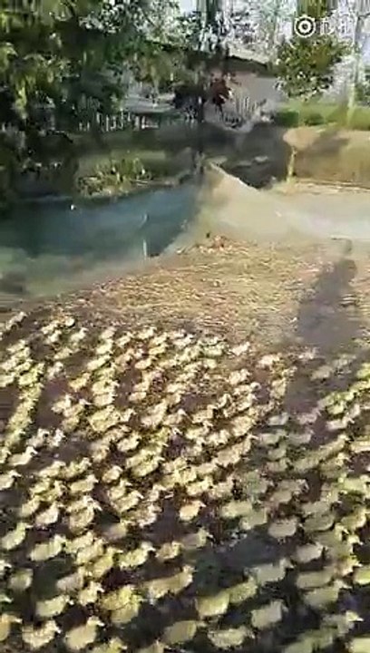 5000 canetons prennent leur premier bain