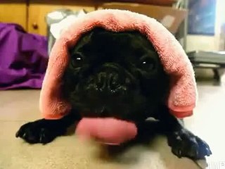 Funny Animal Videos 2015 - Bulldog Diesel Engine - Try Not to Laugh