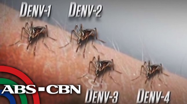 Red Alert: Tips to prevent dengue