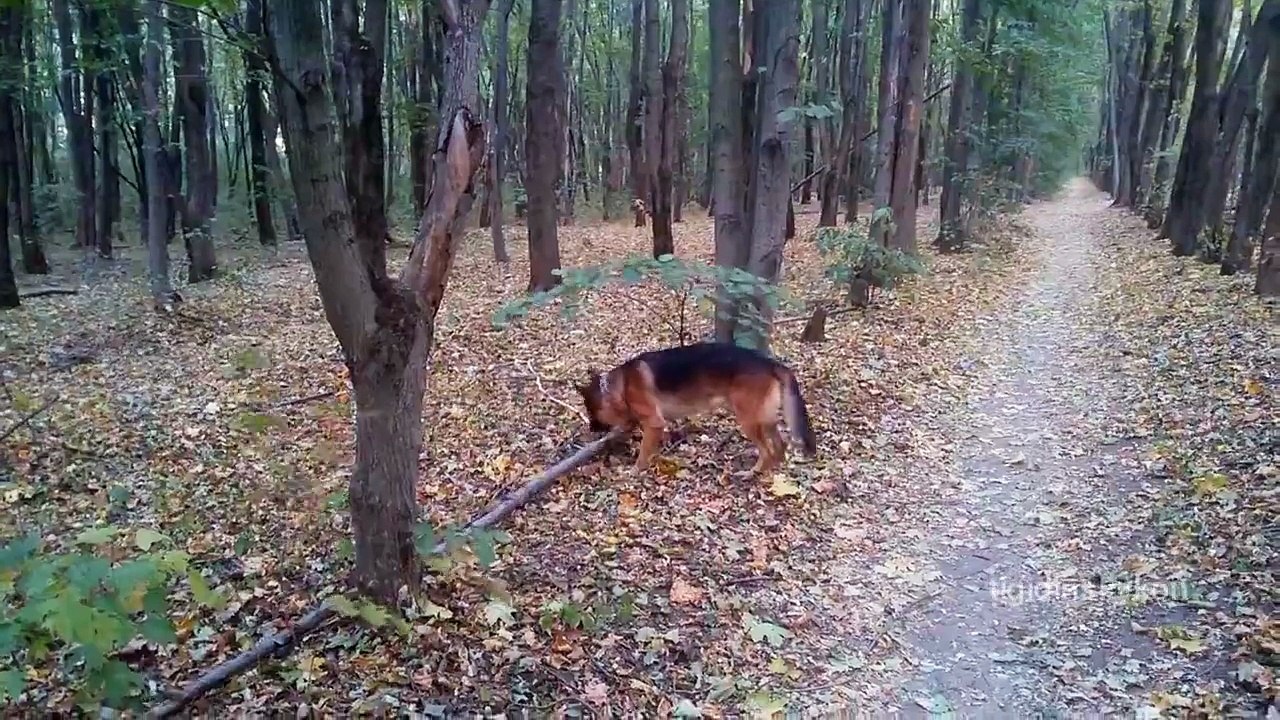Бери палочку и пойдем