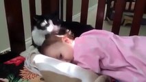 İki yüzlü kedi - Funny videos - Komik videolar