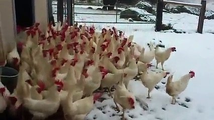 İlk defa bebek gören köpek - Funny videos - Komik videolar