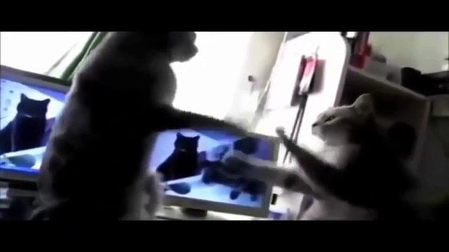 Funny Animals-Funny Cats-Funny Dogs-Videos Funny Dogs and Cats and babies 2015 That Make You Laugh