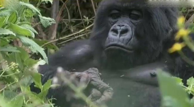 Горилла оплакивала своего мертвого детеныша. Очень трогательно / До слез - Редкие кадры
