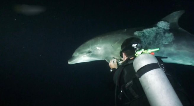 Дельфин просит помощи у человека. Ей больно, но она всё терпит / Очень трогательно