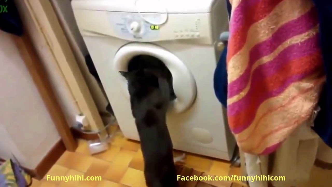 Funny Cats Compilation - Funny Animals Cartoons - Funny Cat Videos - Funny Animal 2015