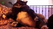 Funny Cats in Weird Sleeping Positions! - Funny Kitty Cats, Funny Cat Videos 2015 , Funny Animals