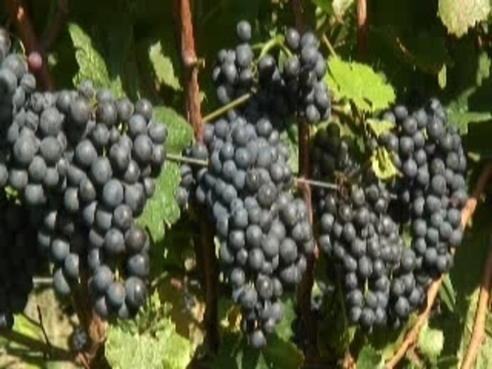 Trauben blau Reben Weinberg Weinbau Land