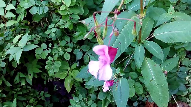 HTC Desire 626G+, тест камеры - День