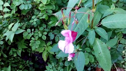 HTC Desire 626G+, тест камеры - День