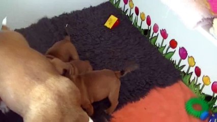 57ème vidéo La tétée avec la 22ème portée de STAFFORDLAND