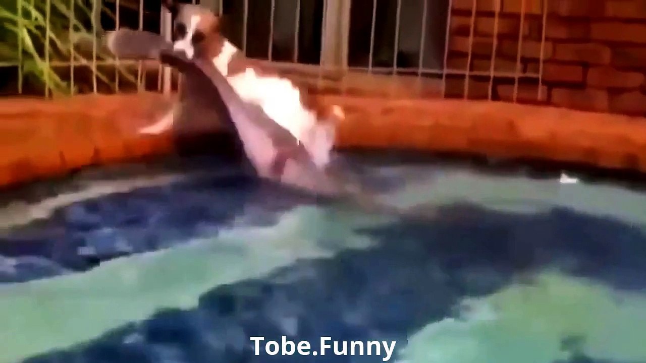 Funny Videos 2015 - Best Funny Animal 2015