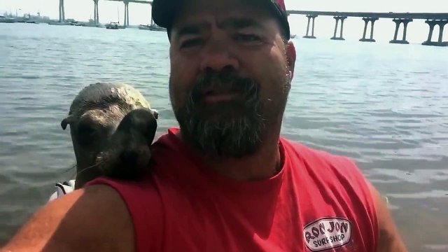 Un phoque s'invite sur le bateau d'un plaisancier