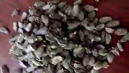 Manufacturers and Exporters of Black cardamom video