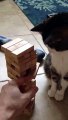 Le chat qui adore le Jenga